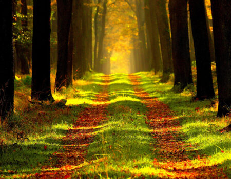 caminho de terra com grama ladeado de árvores ao entardecer