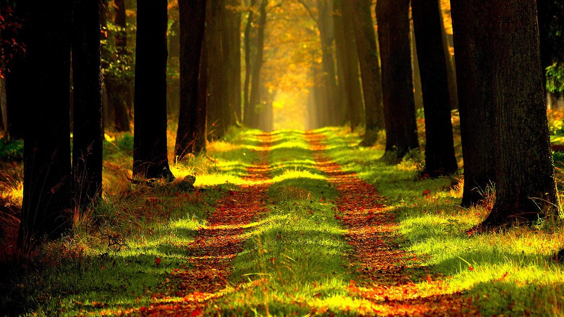 caminho de terra com grama ladeado de árvores ao entardecer