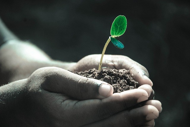 planta brotando de um punhado de terra sendo segurado por duas mão juntas.